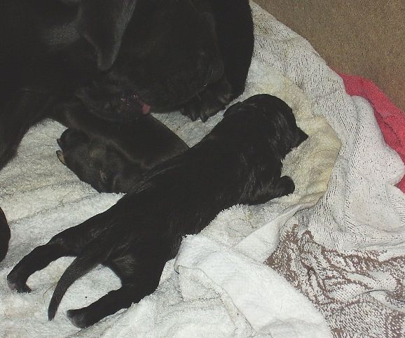 die Erstgeborenen 005klein