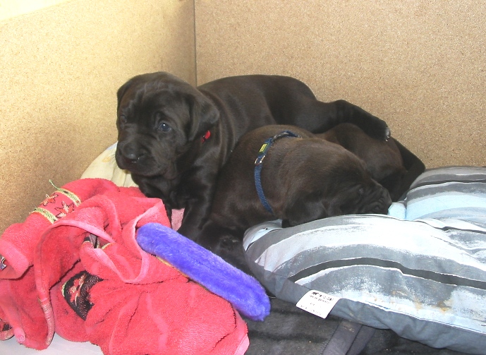 Wer Bruno kennt ... Welches ist der R�de?